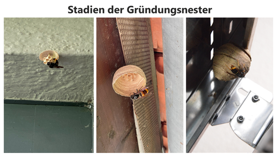© Landesinstitut für Bienenkunde der Uni Hohenheim