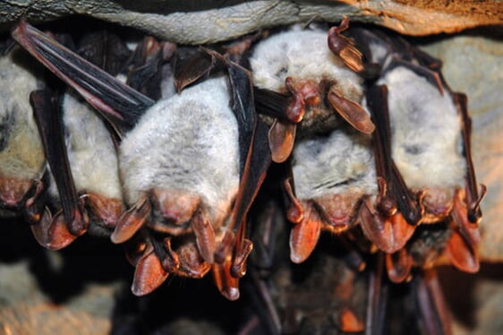 Wochenstube Großes Mausohr, © Stiftung-Fledermaus