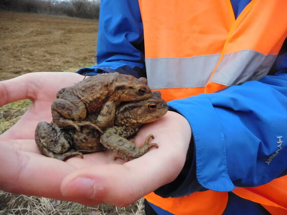 Amphibien machen sich bald wieder auf zu ihren Laichgew&auml;ssern. Freiwillige Helfer sorgen daf&uuml;r, dass sie diese gef&auml;hrliche Reise &uuml;berleben. Foto: Landratsamt