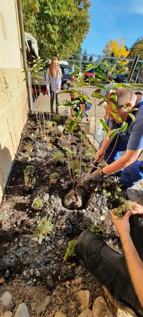 Gemeinsam wurde bei der Schaupflanzung das Beet am Rathaus bepflanzt