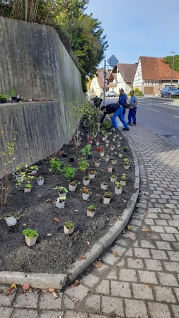 Pflanzbeet entlang der Leonbronner Straße in Zaberfeld