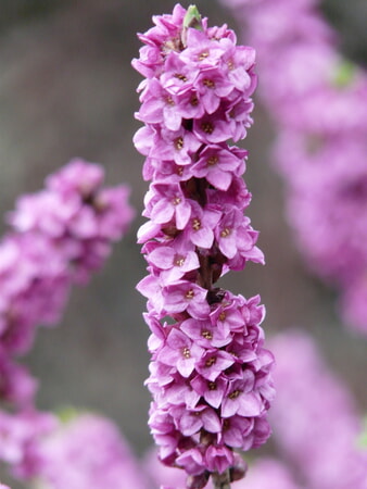 Echte Seidelbast (Daphne mezereum)