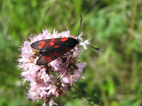 Blutströpfchen