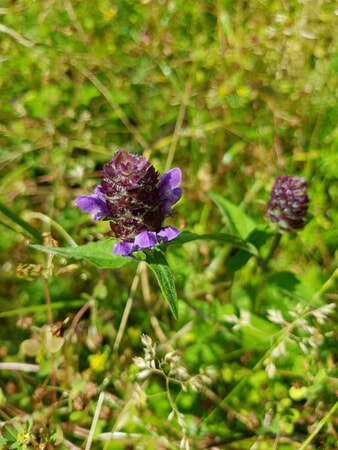 Kleine Braunelle