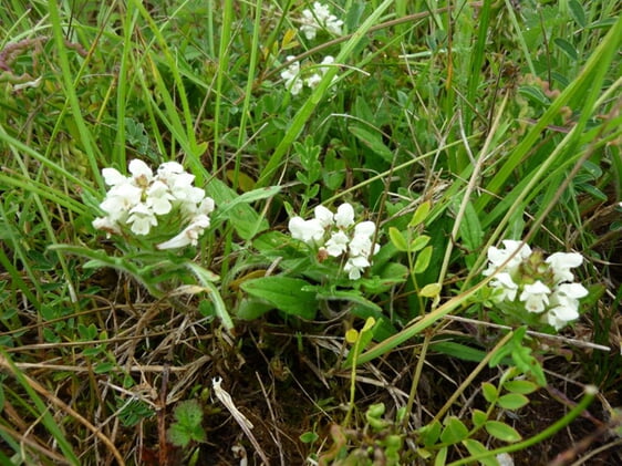 Weiße Braunelle