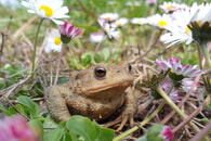 Amphibienwanderung gestartet: Kr&ouml;te, Molch und Co. sind wieder im Landkreis unterwegs