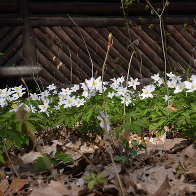 H&uuml;ttentreff/Stammtisch 