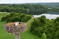 Mit Ring am Bein ins Leben