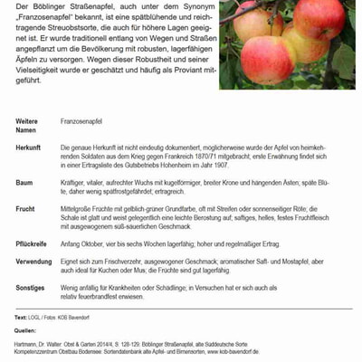 Jahrgangsbaumpflanzung 