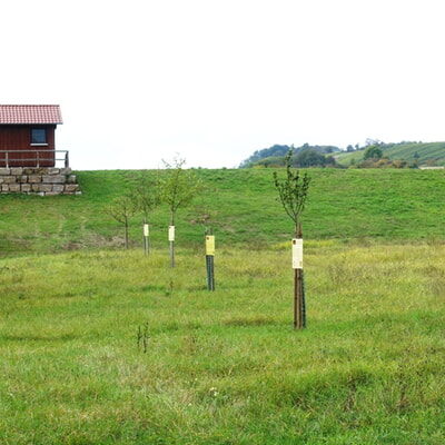 Pflanzaktion Jahrgangsbaum 