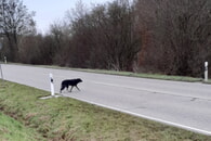 Fundhund zwischen Zaberfeld und Weiler