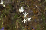 Blume des Jahres: Feldrittersporn