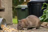 Ratten vermeiden: Mit einfachen Ma&szlig;nahmen vorbeugen