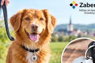 Ordnungsamt kontrolliert Hundehaltung
