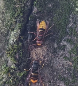 Asiatische Hornissen