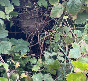 Nest der asiatischen Hornisse