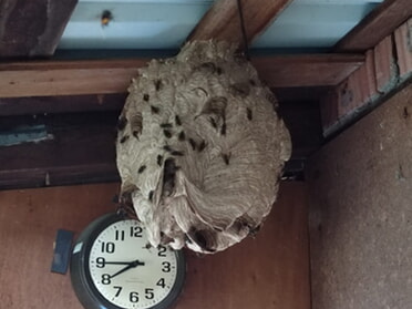 Nest der asiatischen Hornisse